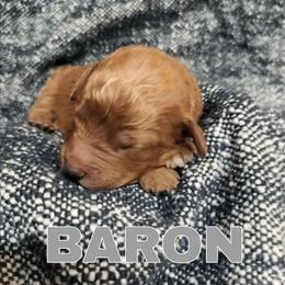 Baron - Red  male Goldendoodle puppy in Hendersonville, Tennessee from Ben's Best Buddy Goldendoodles