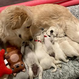 Golden Retrievers from Penny's Goldens