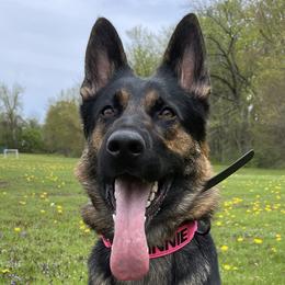 Winnie - German Shepherd