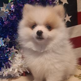 SIMON - White male Pomeranian puppy in Lore City, Ohio from Tonia's Pomeranians