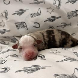 Rocky - Red merle male Miniature Australian Shepherd puppy in Moulton, Alabama from B&B Little Aussie Gems