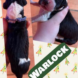 Warlock - Mantle male Great Dane puppy in Wellsville, New York from Prophecy Danes