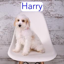 Harry - Parti male Goldendoodle puppy in Calhoun, Georgia from Happy Top Doodles