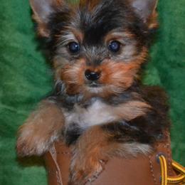 Shiba Inu and Yorkshire Terrier Puppies from Royal Kennels