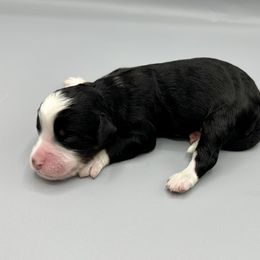 Girl 5 - Tri-color female Bernedoodle puppy in Royse City, Texas from Platinum Bernedoodles of Texas