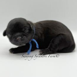 Black with White Male - Black and white male Shih Tzu puppy in Crawfordsville, Indiana from Swaying Sycamore Farm