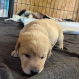 Purple Male - Yellow male Labrador Retriever puppy in Briggsdale, Colorado from LC Hunting Labs, LLC.