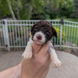 Girl 4 - White female Lagotto Romagnolo puppy in Chicago, Illinois from Midwest Lagotto Romagnolo