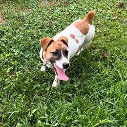 Allie - Russell Terrier