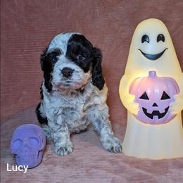 Lucy - Black and white female Cockapoo puppy in Sunset, Louisiana from Cano Cockapoos