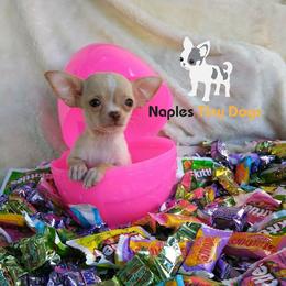 Chihuahua Puppies from Naples Tiny Dogs