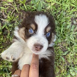 Australian Shepherd, Miniature American Shepherd, and Toy Australian Shepherd Puppies from Blue’s Family Aussies