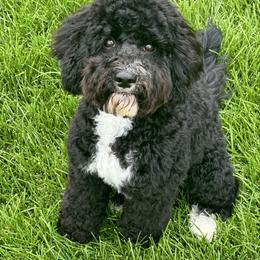 Rainier - Black female Australian Labradoodle puppy in Newdale, Idaho from Grand Peaks Labradoodles