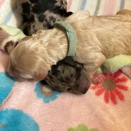 Goldendoodle Puppies from Doodles Are Golden