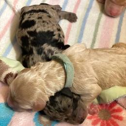 Goldendoodle Puppies from Doodles Are Golden