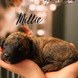 Millie - Wheaten female Whoodle puppy in Knoxville, Tennessee from Fleury Farm Doodles TN