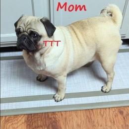 Abby - Pug