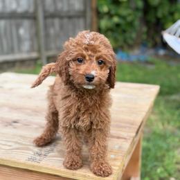 Cinnamon - Red  female Goldendoodle puppy in Palmetto Bay, Florida from SOMIDOODLES