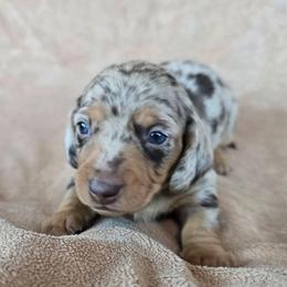 Pepper - Dapple male Dachshund puppy in Signal Mountain, Tennessee from Hot Diggity Doxens