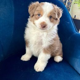 Boy 3 - Miniature American Shepherd puppy from Morning Glory Minis