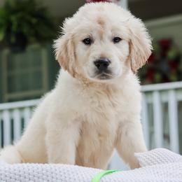 3rd Pick Boy (Mr.Green) - Light golden male Golden Retriever puppy in Albany, Kentucky from Castleton Brooks Goldens