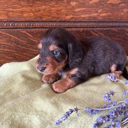Dachshund Puppies from Brooke Brumley