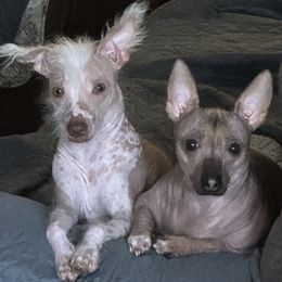 Wewe - Chinese Crested