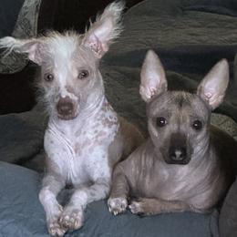 Wewe - Chinese Crested