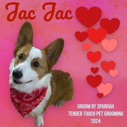 American Corgi, Australian Shepherd, and Pembroke Welsh Corgi All Grown Up from Clover S Farm