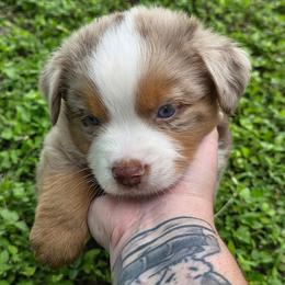 Xaden - Red merle male Australian Shepherd puppy in Copperas Cove, Texas from Hidden Leaf Aussies
