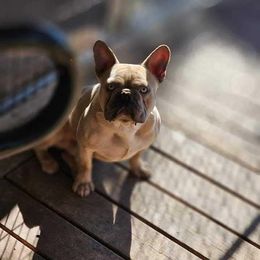 Finn - French Bulldog