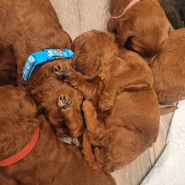 Goldendoodle Puppies from Teddy Doods