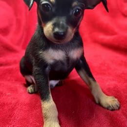 Prague Ratter Puppies from North Star Gem’s Prague Ratters