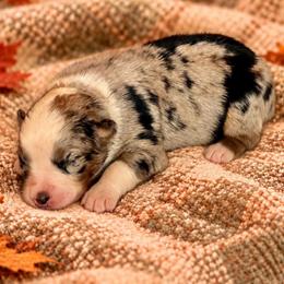 Dahlia - Blue merle female Australian Shepherd puppy in Howardsville, Virginia from Spectacular Aussies and Cavaliers