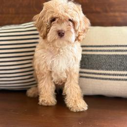 Graham - Blenheim male Cavapoo puppy in Fayetteville, Arkansas from Silver Hill Farm