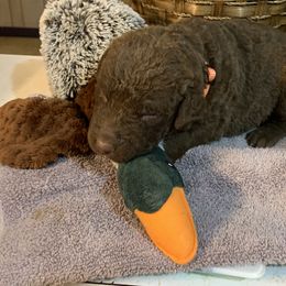 Chesapeake Bay Retriever Puppies from Two Rivers Chesapeakes