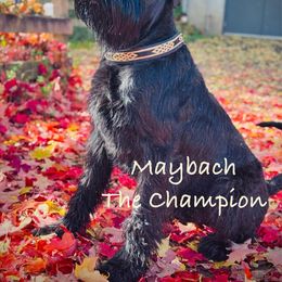 Giant Schnauzer All Grown Up from Preston Schnauzers