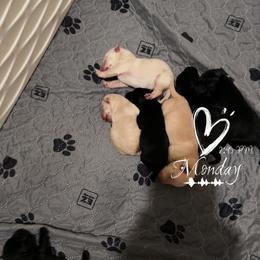 Girl 1 - Wheaten female Scottish Terrier puppy in Mancelona, Michigan from Stefany Farm of Happiness