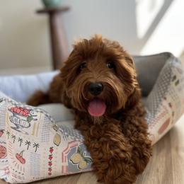 Bay - Goldendoodle