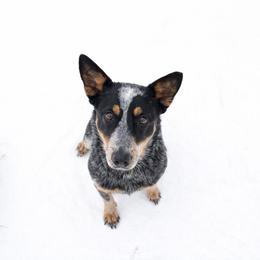 Penny - Australian Cattle Dog