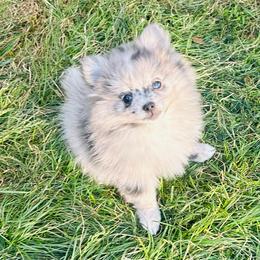 Strudel - Blue merle female Pomeranian puppy in Buck Valley, Pennsylvania from Buck Valley Pomeranians