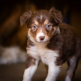 Border Collie Puppies from Hidden Meadows Livestock