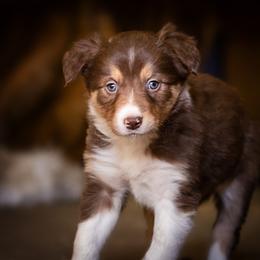 Border Collie Puppies from Hidden Meadows Livestock