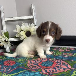 Pluto - Piebald male Dachshund puppy in Gilbertsville, Kentucky from DeLaunes Dachshunds