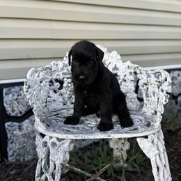 Girl 2 - Black female Giant Schnauzer puppy in Bois D’arc, Missouri from Down Low Kennels formerly LNL’s Giant Schnauzers and T9 Giants