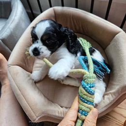 AKC Bella - Black white and tan female Cocker Spaniel puppy in Midlothian, Virginia from Swift Creek Cocker Spaniels