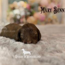 Mary Bennet - Cream female Dachshund puppy in Rainier, Oregon from Doxies in Wonderland