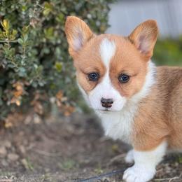 Stella - Red female Pembroke Welsh Corgi puppy in Beggs, Oklahoma from Blue Diamond Corgi’s