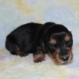 Rebel - Black and tan male Dachshund puppy in Paris, Texas from Kuttin’ Up Mini Aussies