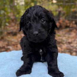Pugsley - Black and white male Aussiedoodle puppy in Mulino, Oregon from Korbella Farm